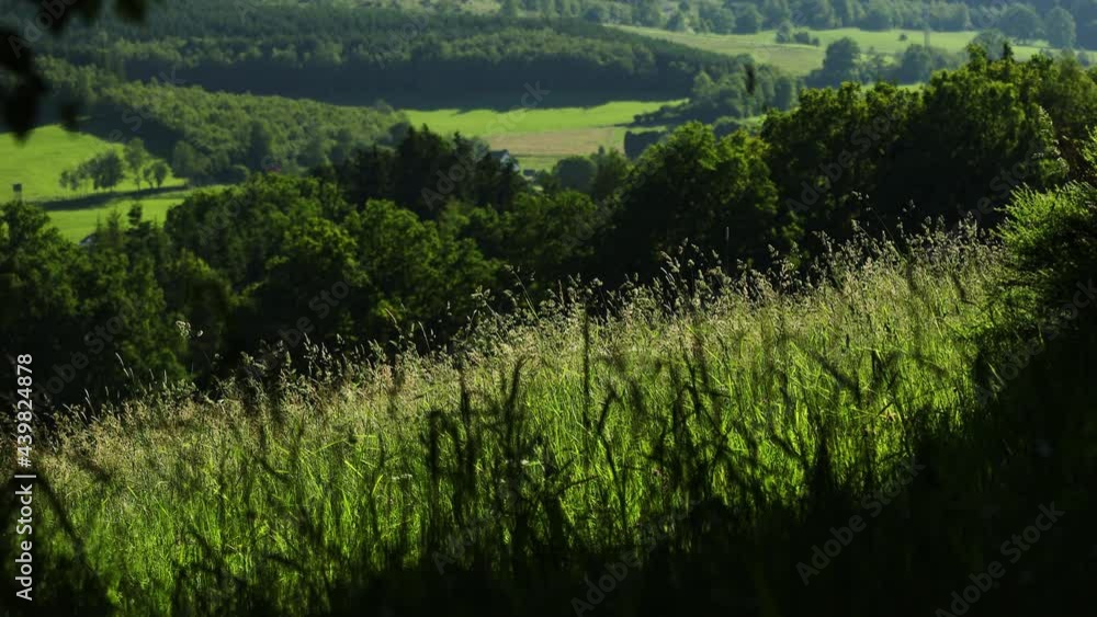 a summer meadow and forest nature landscape a summer meadow and forest nature landscape