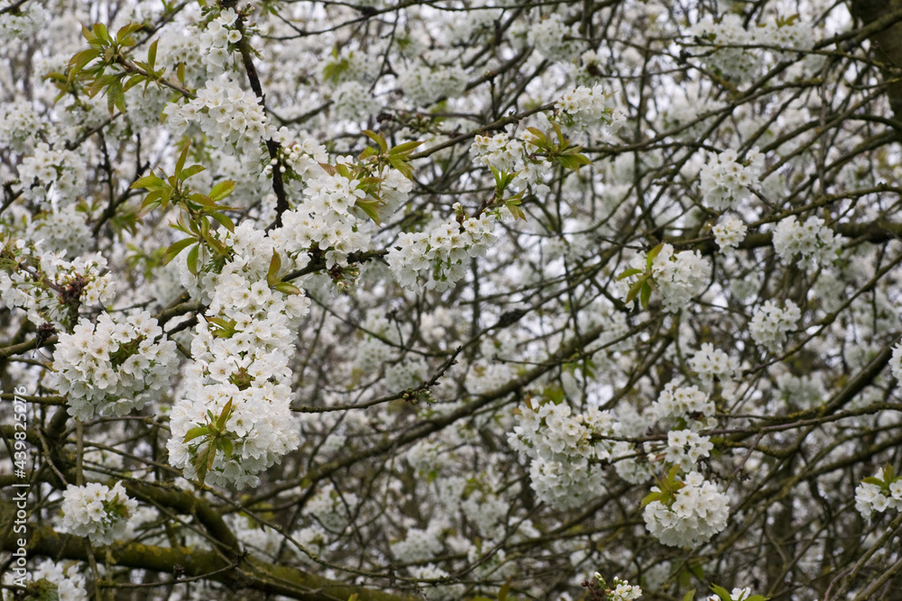 Fruitbomen; Orchards