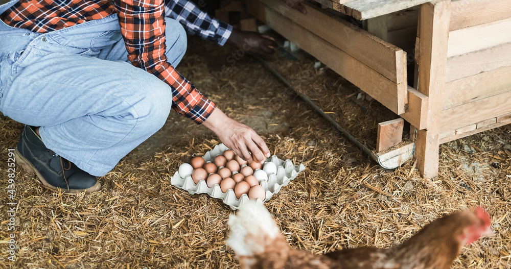 Farmer Woman Picking Up Organic Eggs In Henhouse Focus On Egg Carton