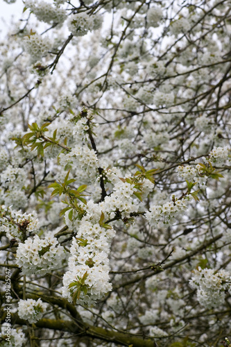 Wallpaper Mural Fruitbomen; Orchards Torontodigital.ca