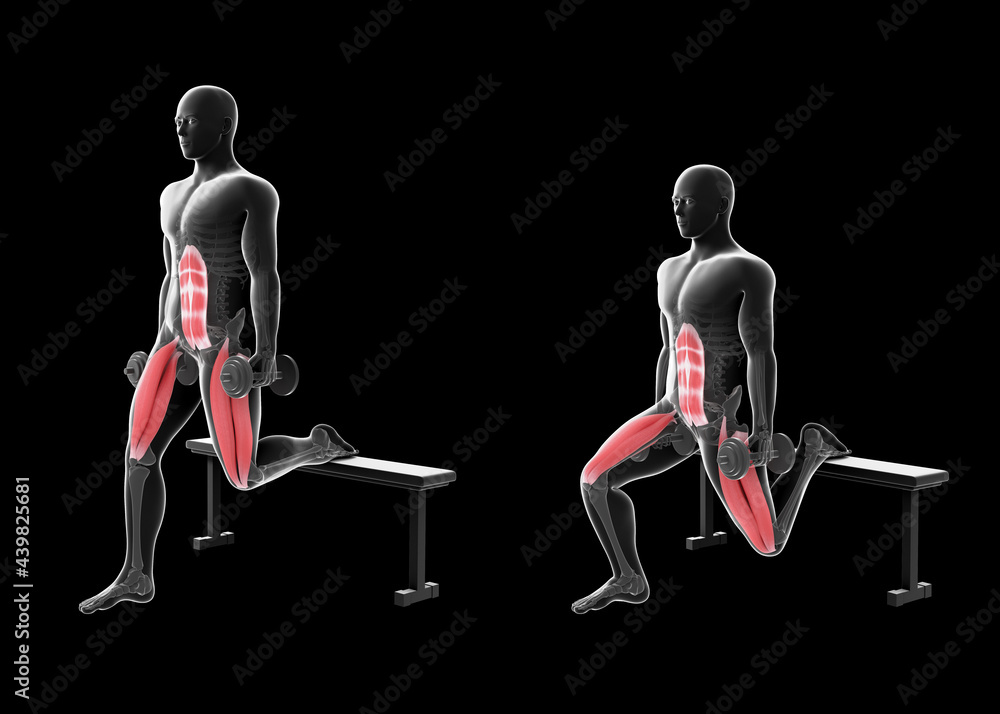 3d Illustration of Bulgarian Split Squat Dumbbell Stock Illustration Adobe Stock