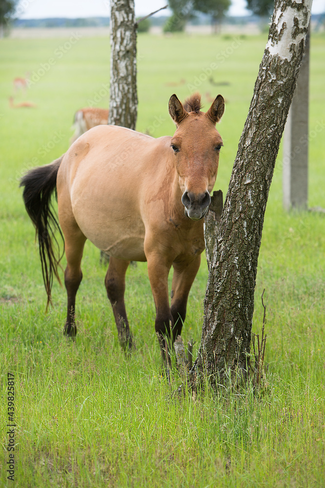 Graceful Przewalski horse is walking on sunny meadow. Graceful Przewalski horse is walking on sunny meadow.