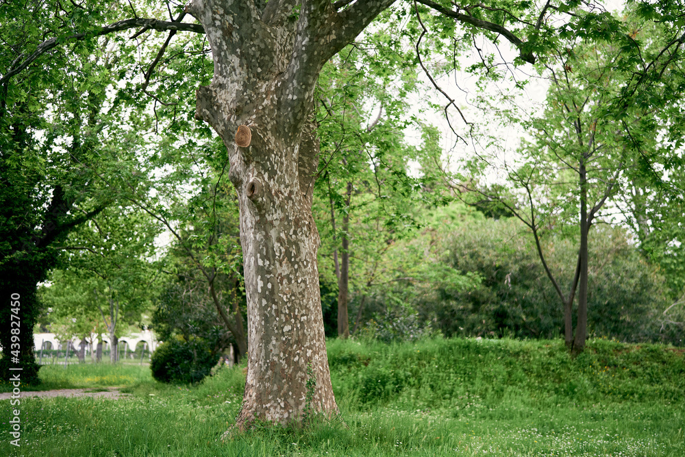 Large branchy plane tree on a green lawn in the park