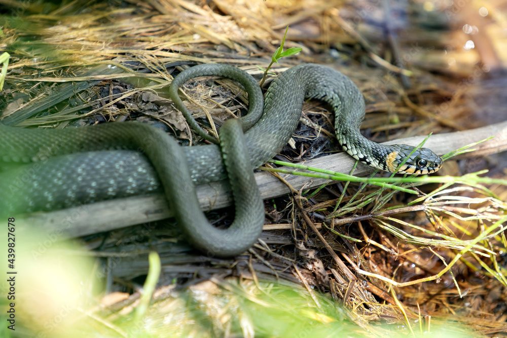 Snake on the shore of the pond. Place for text.