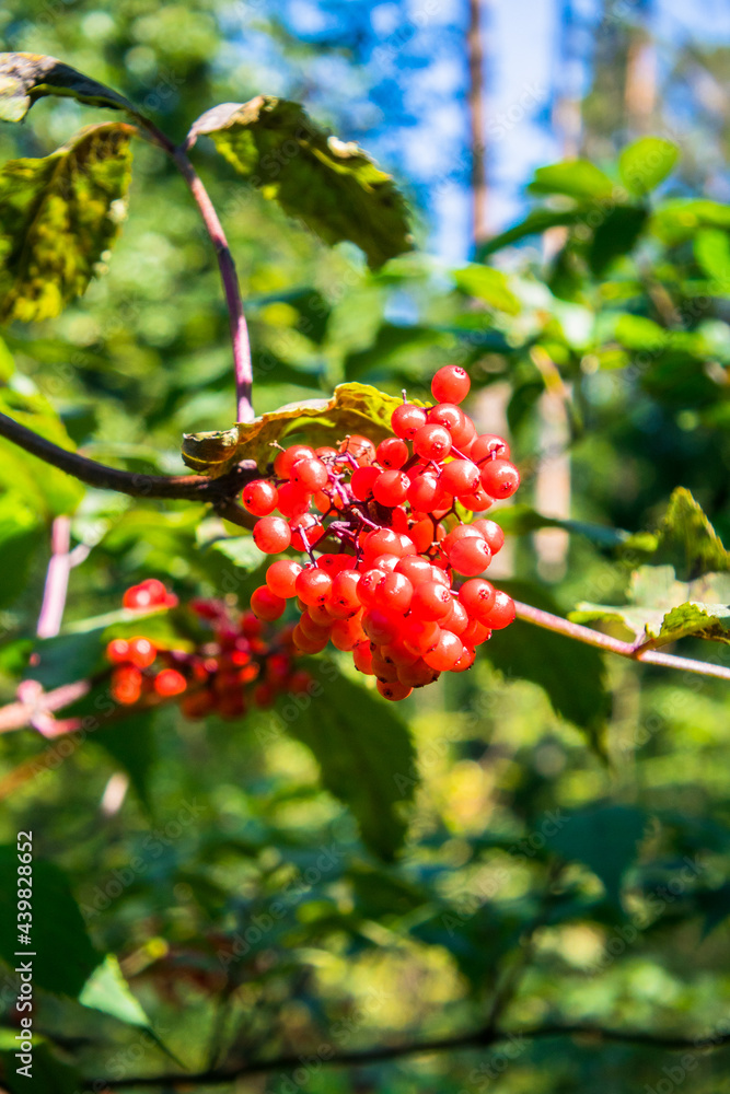 Red elderberry, Sambucus racemosa, red-berried elder, ripe red berries on a branch.elderberry bush in a summer pine forest	