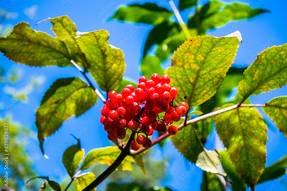 Red elderberry, Sambucus racemosa, red-berried elder, ripe red berries on a branch.elderberry bush in a summer pine forest Red elderberry, Sambucus racemosa, red-berried elder, ripe red berries on a branch.elderberry bush in a summer pine forest
