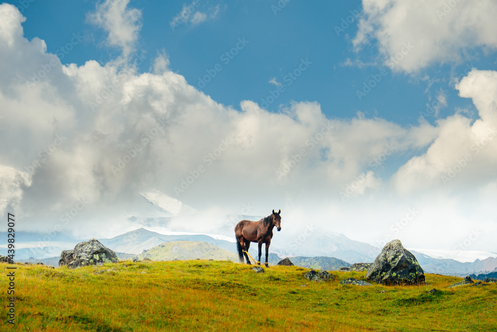 Horse and Elbrus mountain near Dzhily-Su boundary