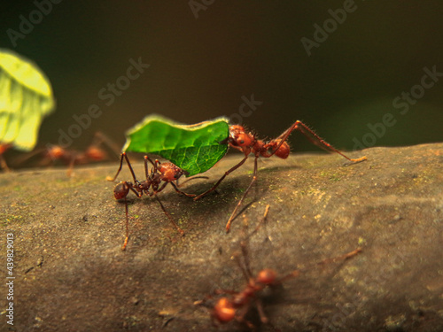 red ant on a leaf © Mine