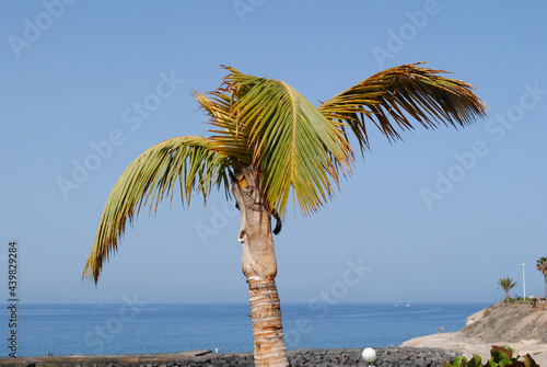 Isolated Palm Tree on Seaside Promenade with Horizon & Blue Sky