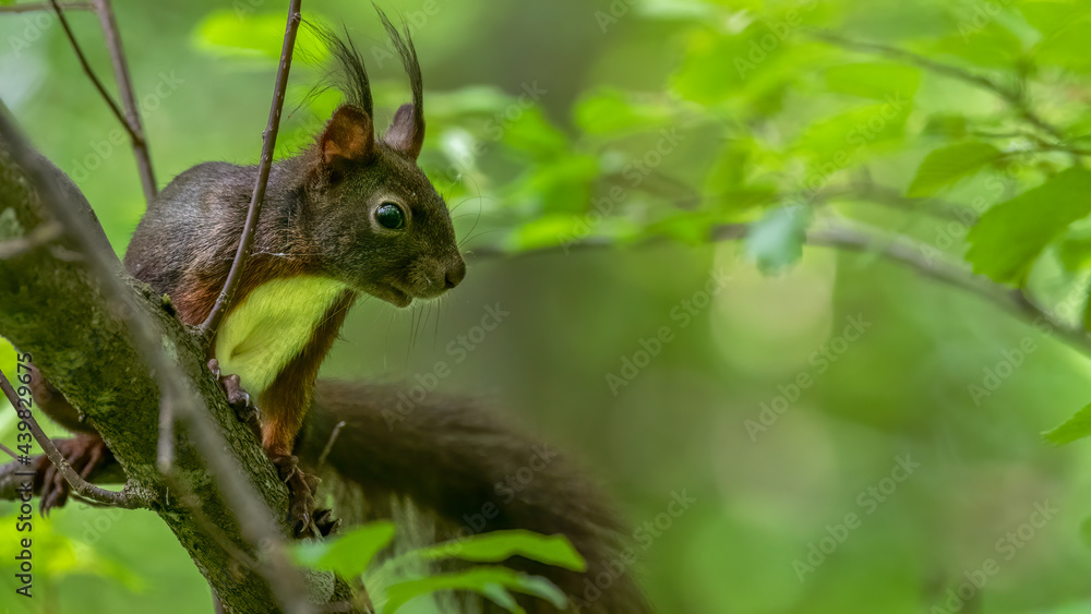 eichhörnchen, tier, nager, natur, säugetier, wild, wild lebende tiere, hübsch, 