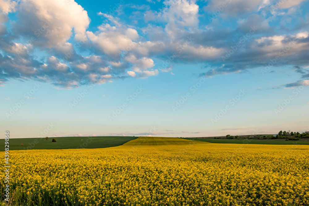 Blooming rapeseed field with spring blue sky