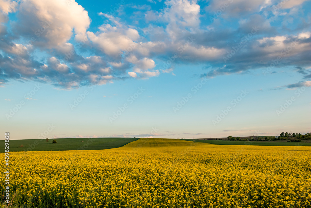 Blooming rapeseed field with spring blue sky Blooming rapeseed field with spring blue sky