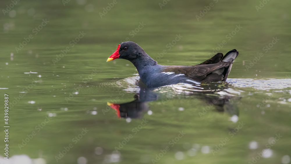 bird, tier, wasser, natur, black, blässhuhn, rot, schnabel, wild lebende tiere bird, tier, wasser, natur, black, blässhuhn, rot, schnabel, wild lebende tiere