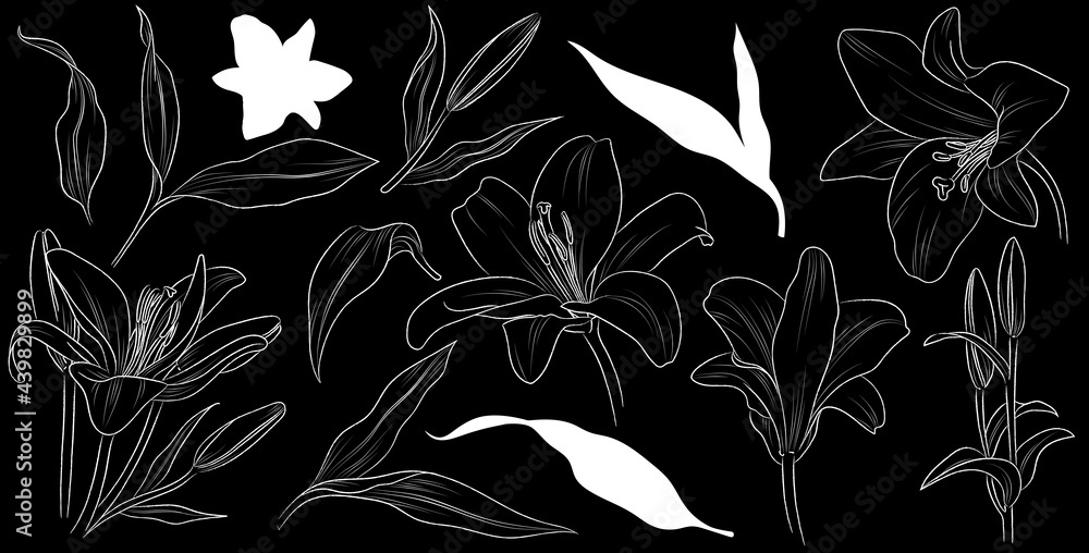 Set of hand drawn flower lily and leaves. Isolated vector. White outline plant on black background. Set of hand drawn flower lily and leaves. Isolated vector. White outline plant on black background.