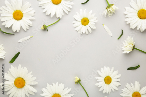 Spring and summer chamomile flowers on a gray background.
