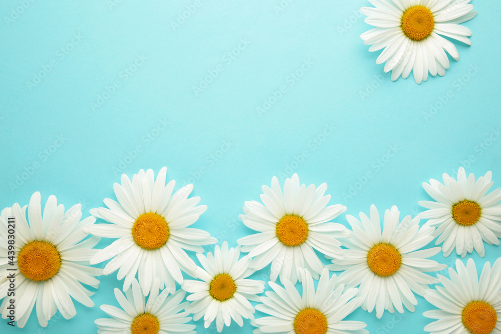 Spring and summer chamomile flowers on a blue background. Spring and summer chamomile flowers on a blue background.