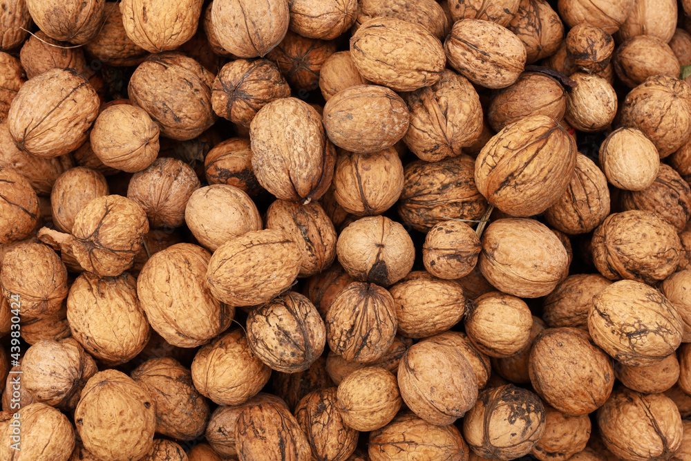 Background with a lot of ripe walnuts. Pile of natural walnuts in shell. Top view full frame pattern. Place for your text. Background with a lot of ripe walnuts. Pile of natural walnuts in shell. Top view full frame pattern. Place for your text.