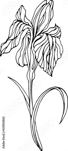 Vector  iris flower with leaves. Line art. Linear sketch element for design card, poster, illustration for botanical coloring book , invitation, t-shirt print.