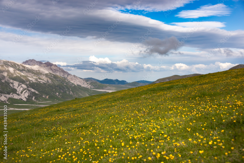 Natural landscape with flower meadow in mountains