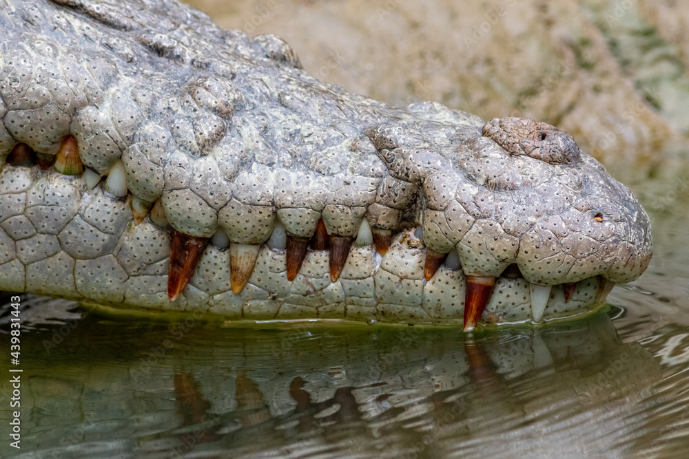Obraz premium Mouth of the saltwater Crocodile (Crocodylus porosus). Daintree, Queensland, Australia.