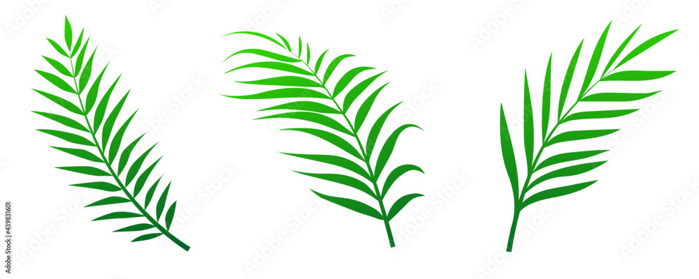 Green palm leaves set isolated on white background