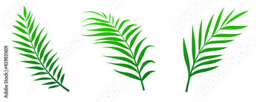 Green palm leaves set isolated on white background