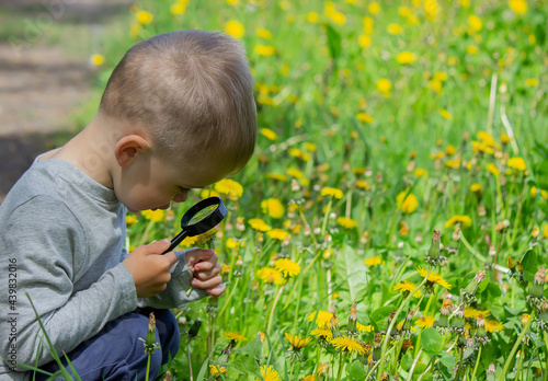 The child examines the flower in a magnifying glass. Selective focus © Anna