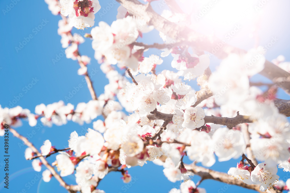 Cherry tree branches with beautiful flowers in spring Cherry tree branches with beautiful flowers in spring
