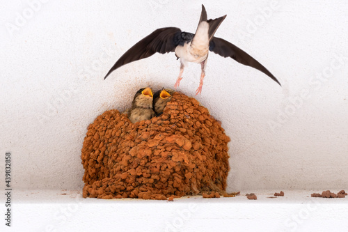 House martin, nest.