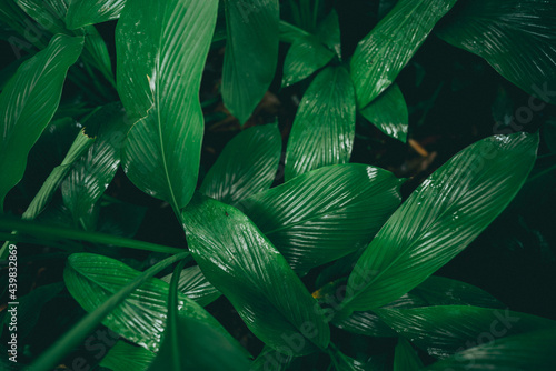 tropical green leaf plant f...