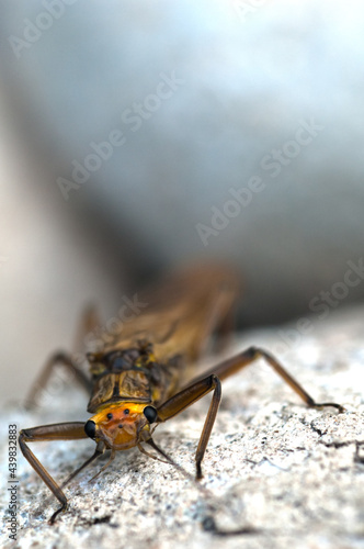 Freshly hatched stonefly photo