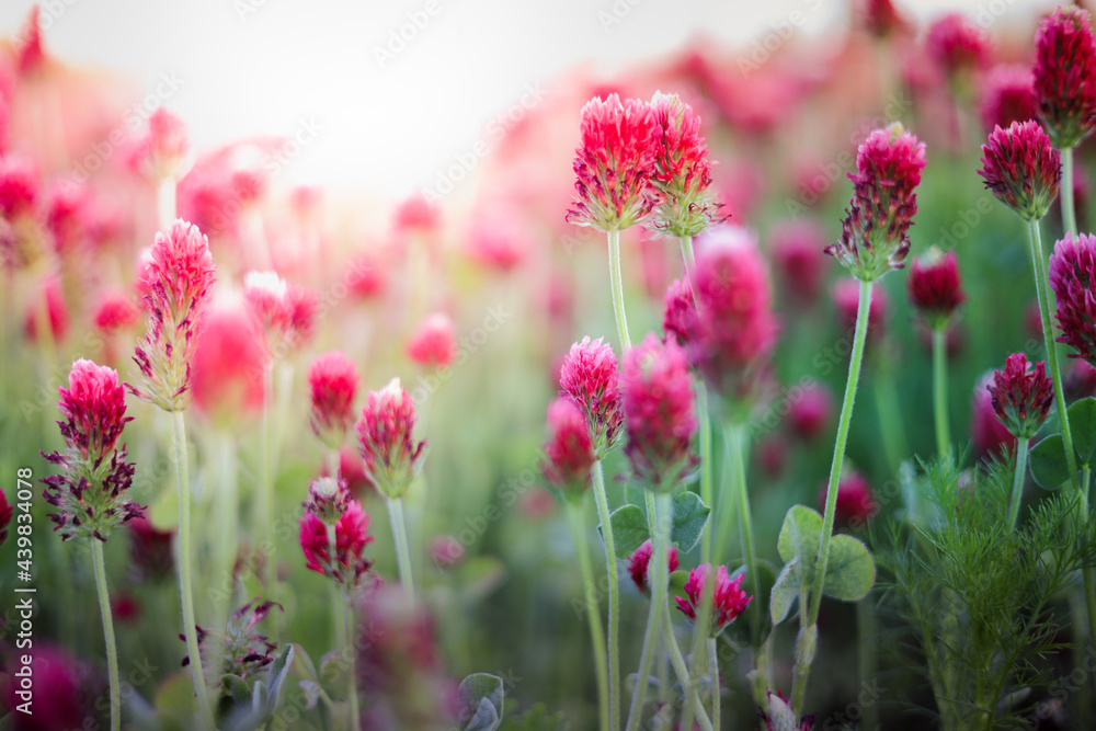 Blooming fields of red crimson clover - Trifolium incarnatum, summer meadow landscape