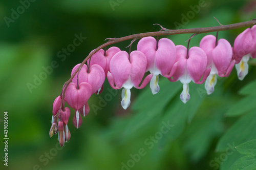 Flowers of a bleeding heart Dicentra