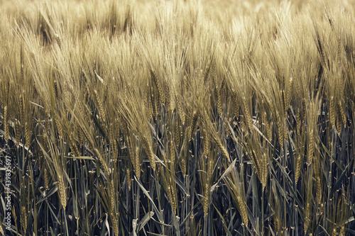 Wheat field close up before harvest in summer light. Color illustration photo of wheat cultivation or agriculture  agronomy. 