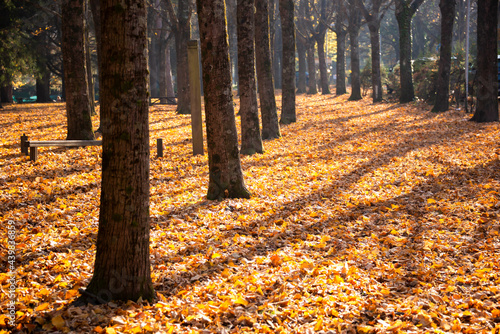 Nature in autumn, beautiful colorful trees and leaves