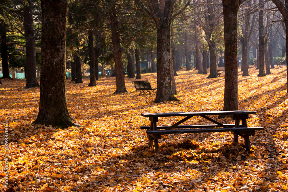 Nature in autumn, beautiful colorful trees and leaves Nature in autumn, beautiful colorful trees and leaves