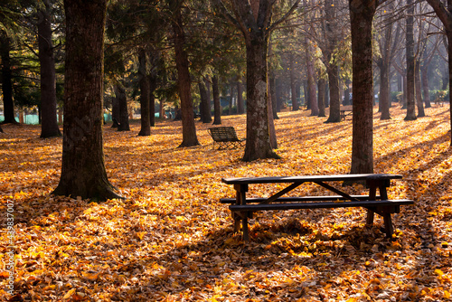 Fototapeta Naklejka Na Ścianę i Meble -  Nature in autumn, beautiful colorful trees and leaves