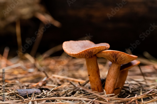 Closeup shot of mushrooms in a pine forest plantation in Tokai Forest, Cape Town, South Africa photo