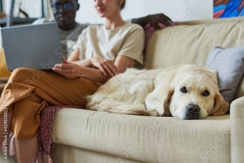 Close-up of purebred dog lying on sofa with owners sitting in the background in the room