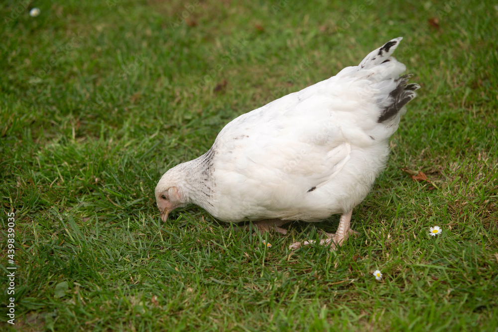 Fototapeta premium Young light Sussex Chicken, Hampshire, England, United Kingdom.