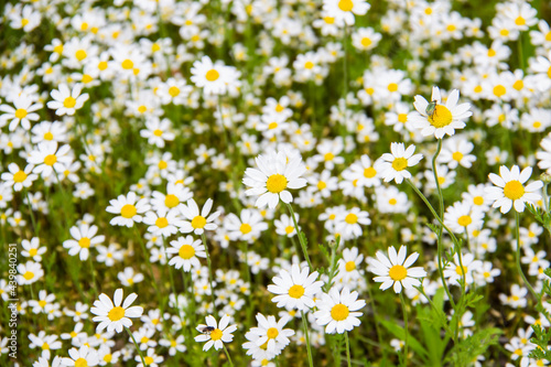 Chamomile flowers on a meadow in summer. Beautiful background with Chamomiles