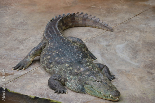 Close up of an adult large crocodile.