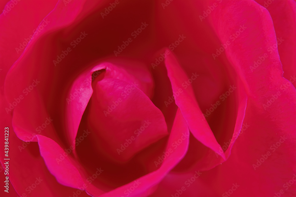 Macro of a red flower, studio shot