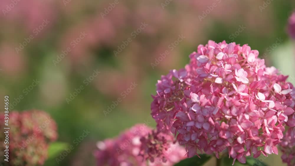 風に揺れるピンクアナベル 風に揺れるピンクアナベル
