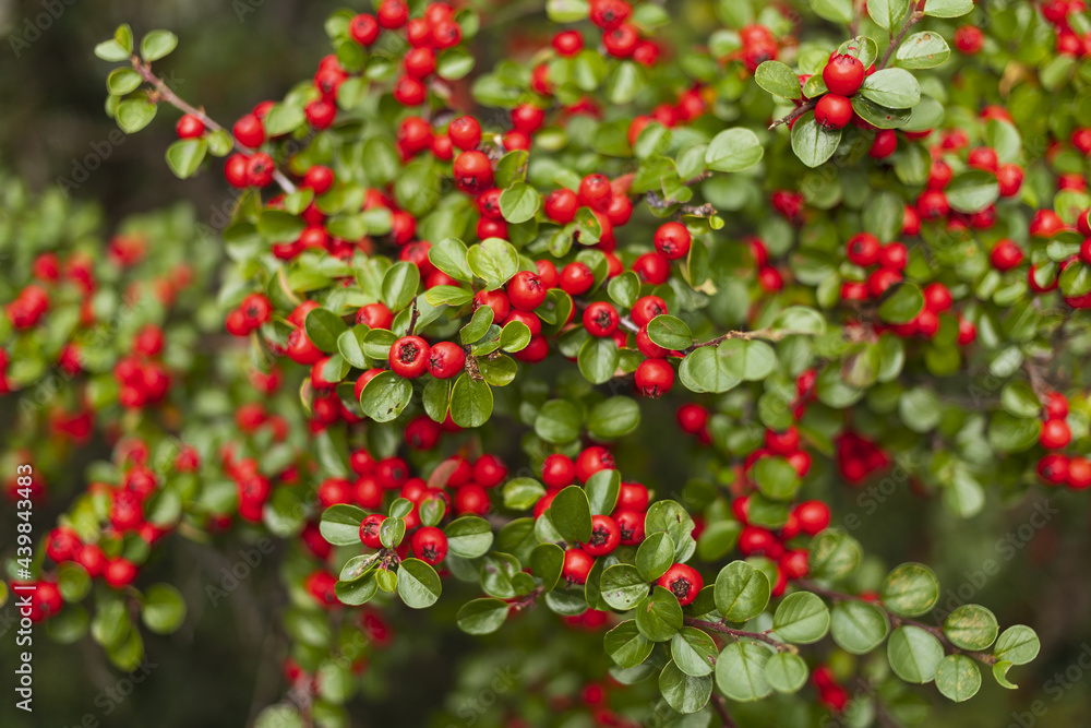 Obraz premium Green Pyracantha bush with small red berries