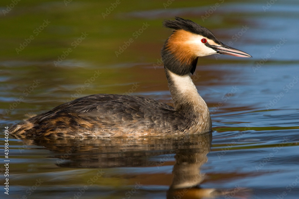 Fuut, Great Crested Grebe, Podiceps cristatus Fuut, Great Crested Grebe, Podiceps cristatus