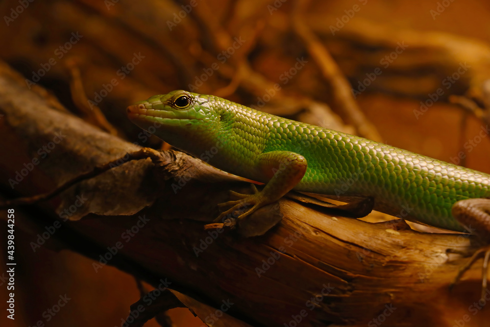 Fototapeta premium Small lizard close-up in the animal park.
