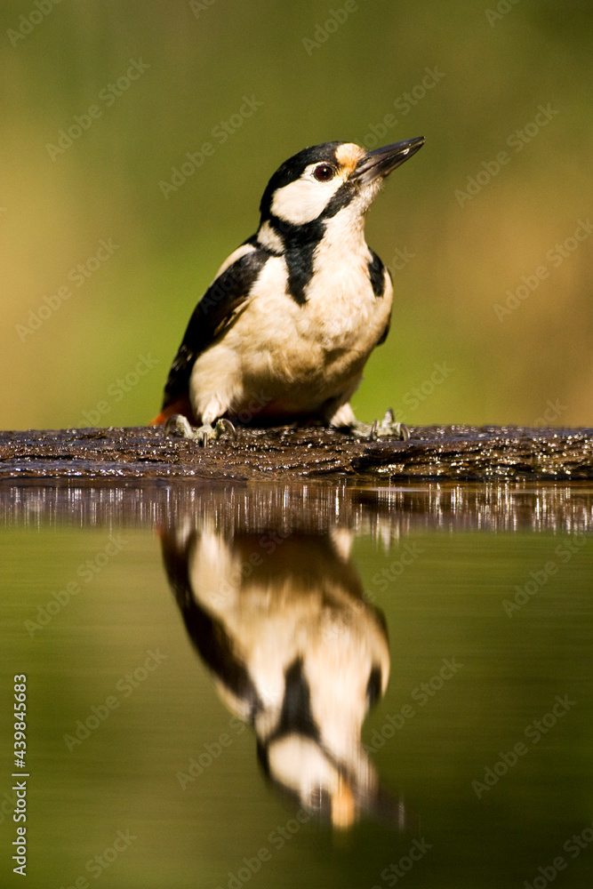 Obraz premium Grote Bonte Specht, Great Spotted Woodpecker, Dendrocopos major