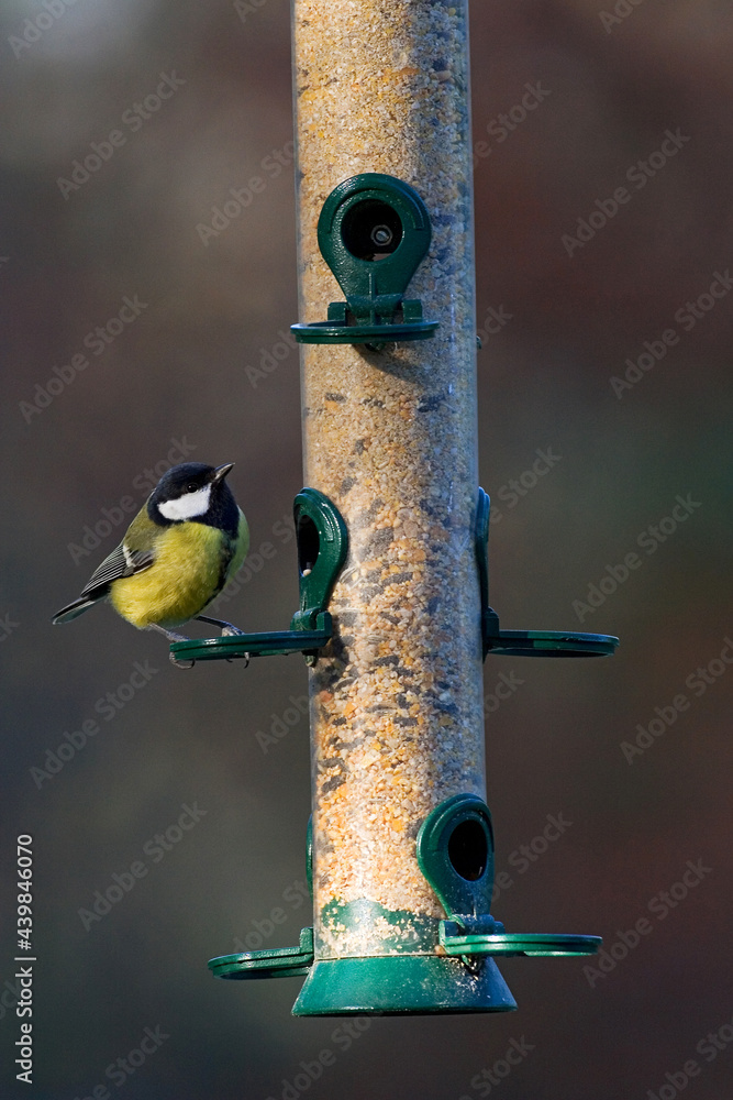 Great Tit, Koolmees, Parus major Great Tit, Koolmees, Parus major