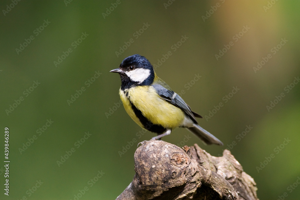 Naklejka premium Koolmees, Great Tit, Parus major